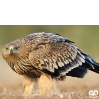 گونه عقاب شاهی Eastern Imperial Eagle